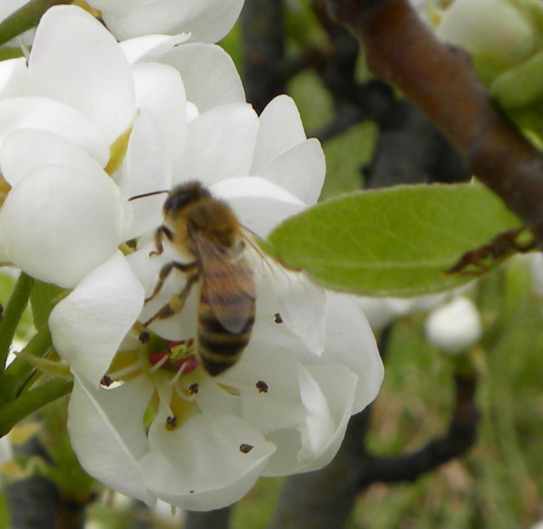 Api o vespe?  Apis mellifera